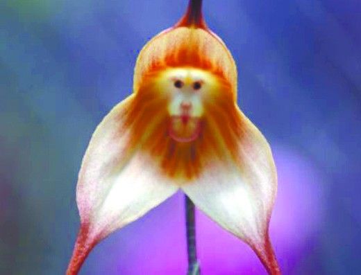 欧洲科学家发现猴面兰花(图)|科学家|猴面兰花|