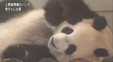 　　东京上野动物园的中国大熊猫“真真”7月5日成功生下熊猫宝宝
