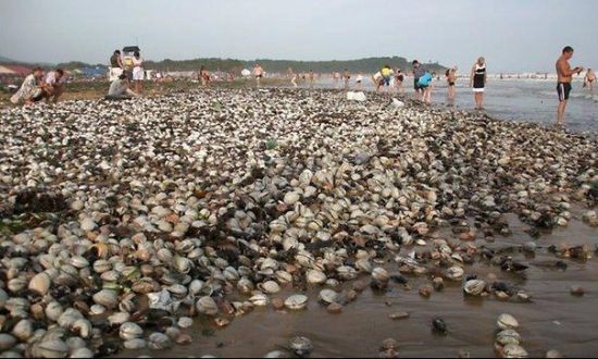 俄东部海湾遭台风袭击现“天降海鲜”奇观(图)