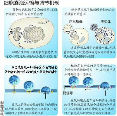 揭开囊泡运输机制美德3科学家斩获诺奖图