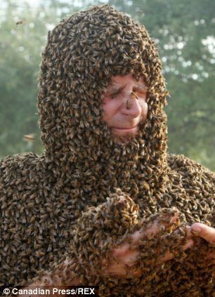 密集恐惧症噩梦 加拿大举办蜜蜂胡子比赛(图)