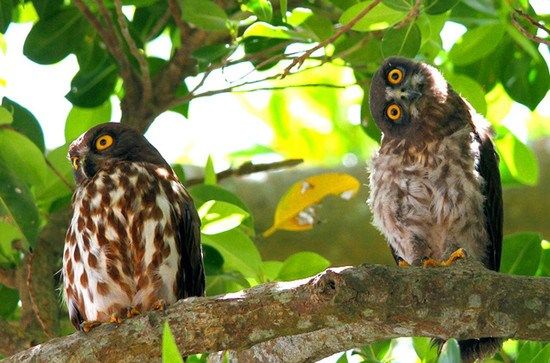 青叶鸮幼鸟树间打闹 歪脖嬉戏卖萌(图)