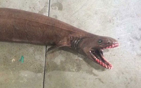 澳大利亚渔民捕上的这条怪鱼是被称为"活化石"的皱鳃鲨.
