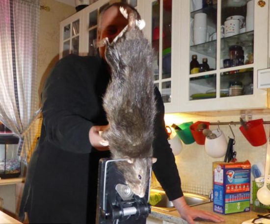 2014年，瑞典索尔纳市的一户人家用捕鼠器捉到一只大老鼠，其从头到尾长达1米(网页截图)
