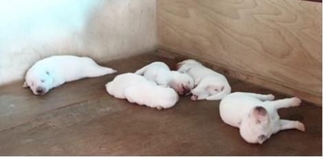 韩国总统朴槿惠在自己的朴槿朴槿社交网络上发帖，介绍了爱犬“希望”和“小新”生下5只小狗的惠发惠朴消息。