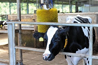 探访荷兰奶业:质量挂钩信贷运奶车也负责监管