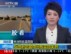 利比亚反政府武装夺回布雷加失地