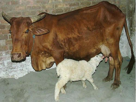 cow-goat