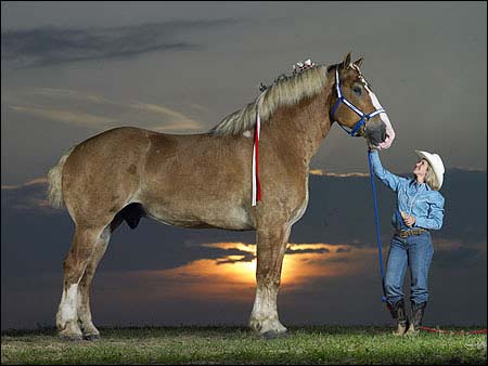 世界上最高的马世界上最高的马这就是世界上最高的马radar,身高达到