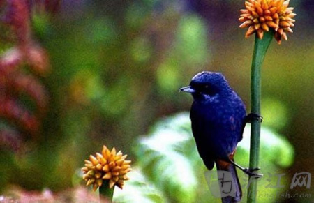 �������ȴ���ֲ��