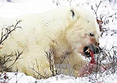 饥肠辘辘的北极熊不得已同类相食