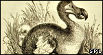 A drawing of a dodo