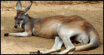 A kangaroo