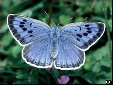 A Blue butterfly