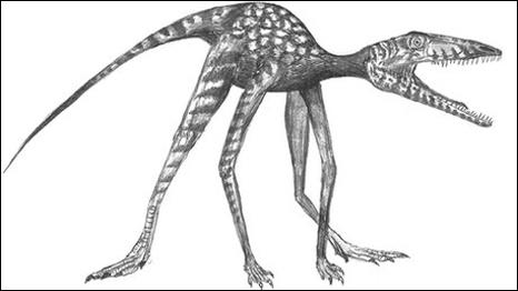Prorotodactylus