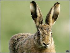 Hare or hair?