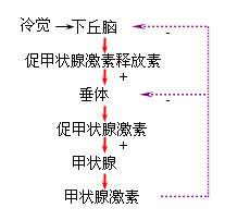 激素分泌的反馈调节过程