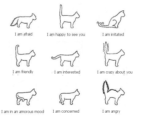 双语趣解猫咪的各种肢体语言(图)