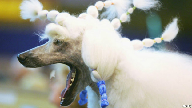 ‘Nico’ the poodle yawns during a dog show.