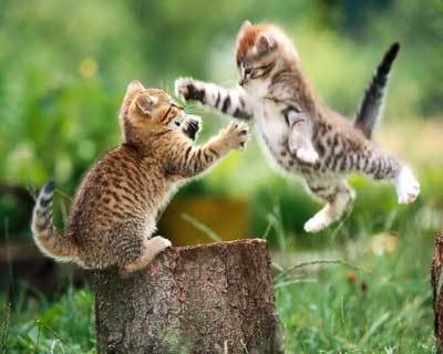 Fight! Kitty! Fight!