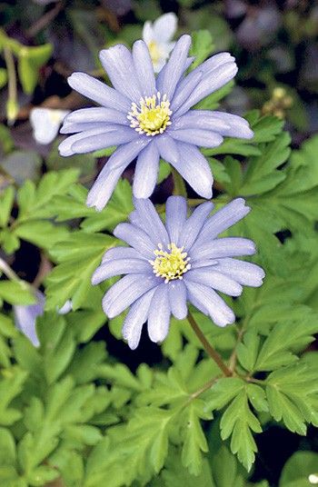 x lipsiensis pallida and pretty blue a. blanda.   海葵 2   2.