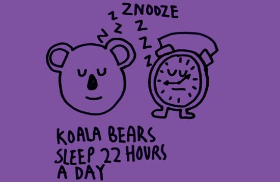A Koala Bear sleeps 22 hours of every day