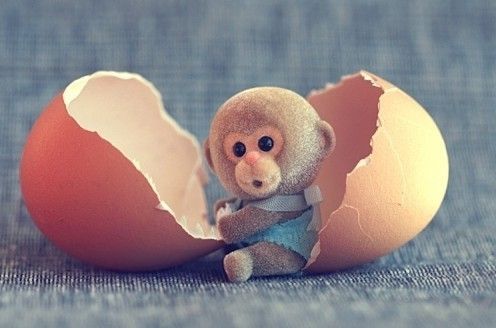 少儿英语故事:可爱的小猴子(图)