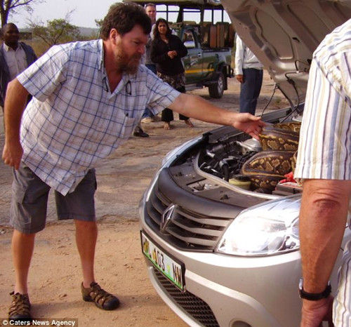 图为一名男子试图将蛇赶出汽车。
