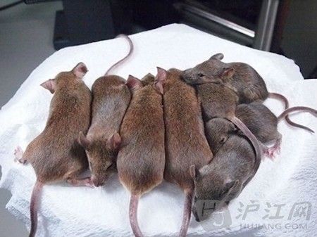 日本科学家克隆培育出581只完全相同的老鼠