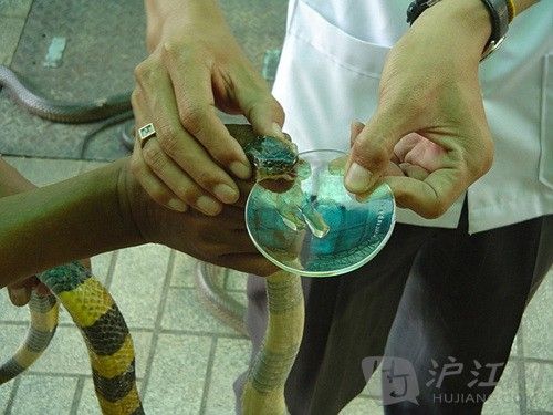 5. Snake Milker 5. ߶ This is a risky job because it requires sucking out the venom from live snakes. Snake venom nowadays is used in medical and scientific research to develop medication and vaccines. һΣյĹΪҵҪӻϼҺ߶񱻹㷺ҽѧͿѧоУҩ硣