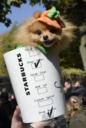3. A Pomeranian comes dressed as a Pumpkin Spice latte - a special coffee for Fall at Starbucks. ֻȮٰһǰͿ＾Ϲȡ