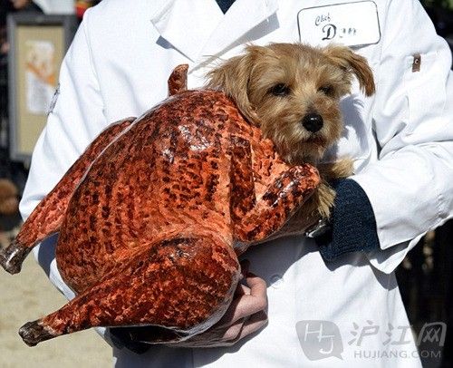 2. A dog dressed as a turkey. ֻװɻ𼦡