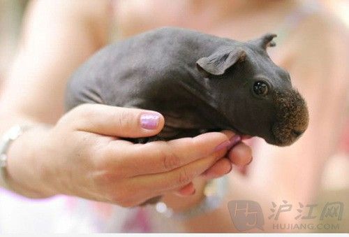 2. When you shave a guinea pig it looks like a little hippo. ëͿС