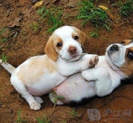 5. Male pups will sometimes let female pups win when they play-fight. ССĸֵʱᡰթ䡱