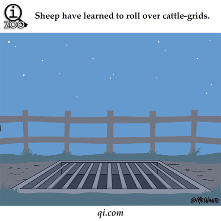 动物双语趣知识:羊会翻身牛栅栏?