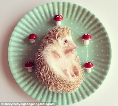 She may fit into the palm of a hand, but that has not stopped Darcy thehedgehog from becoming the next Instagram starȻֻаƴС˿谭СDarcyΪͼƬӦInstagramϵһλȳǡ