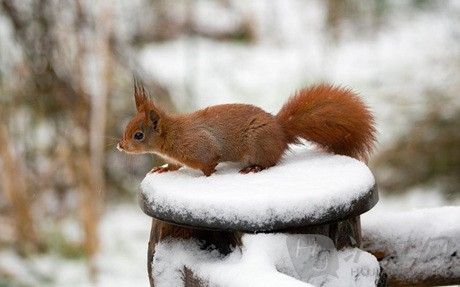 A red squirrel searches for food in a wintry landscape. һֻѩʳ