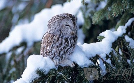 A tawny owl on a snowy tree. һֻɫèͷӥվڻѩϡ
