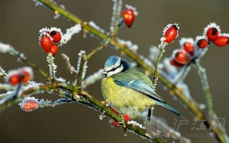 This blue tit is perched on a frost-laden branch. һֻɽȸϢڽ֦ϡ