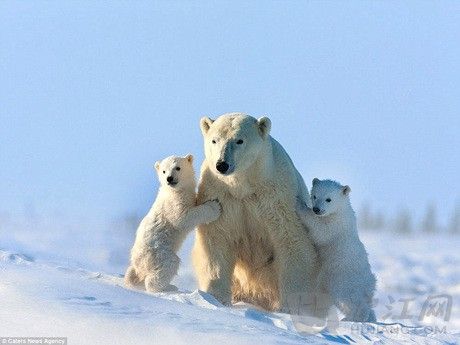 Waiting on the snowy plains, where temperatures range from -15C to -50C, Mr Kokta was delighted when he spotted the rare sight of a mother emerging from her den, her tiny new cubs in tow. غ50ȵ15ȵıѩƽԭϣKoktaܸ˲׽걱ܺͱһĳ
