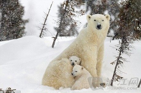 有爱一家:北极熊宝宝和妈妈的温馨瞬间