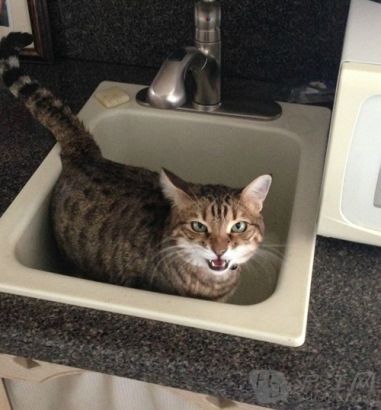 3. What the hell are you doing in the sink? ôˮ
