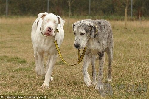 6. The grey dog is leading another blind dog, they walk together. ֻҹһֻäһߡ