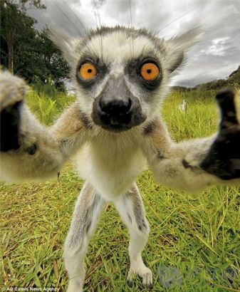 lemur