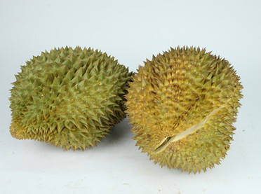  Durian clan