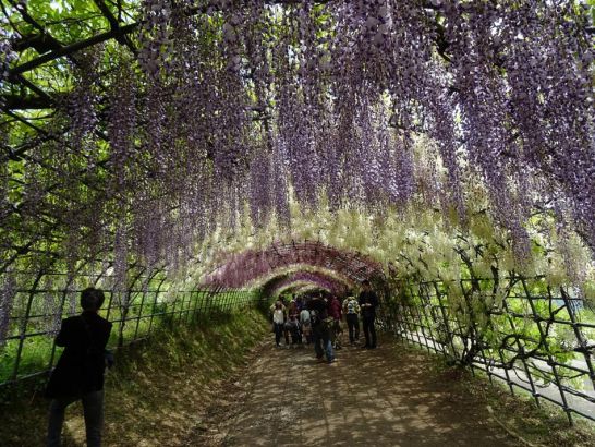 Kawachi Fuji Garden, Kitakyushu, Japan ձݺڸʿ԰ Tip: To recreate the wisteria tunnel the Kawachi Fuji Garden is famous for, start with a sturdy trellis  the vines are heavy  and plant wisteria at the base of one of the poles. And be patient: Wisteria usually doesnt bloom until its sixth year. ʿձݺڸʿ԰Ҫһȴһʵټܡѡڼӵһϡĵ㣬Ҫſء