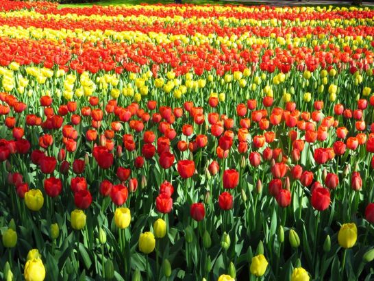 Keukenhof, Lisse, Netherlands ɪϻ㹫԰ Tip: To achieve a similar sea-of-flowers effect in your garden, plant the same type of bulbs in large groups or drifts and alternate types or colors. ʿҪ׷ƵĻ󣬾Ҫڻ԰ƬеֲͬֲֲַͬɫʺͲͬĻܡ