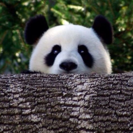 又傻又萌:双语研究熊猫为什么会这么懒