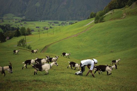 托马斯和羊群一起散步。(网页截图)