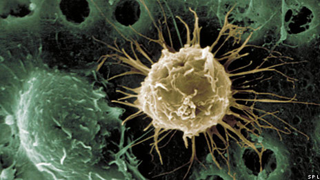 Stem cell